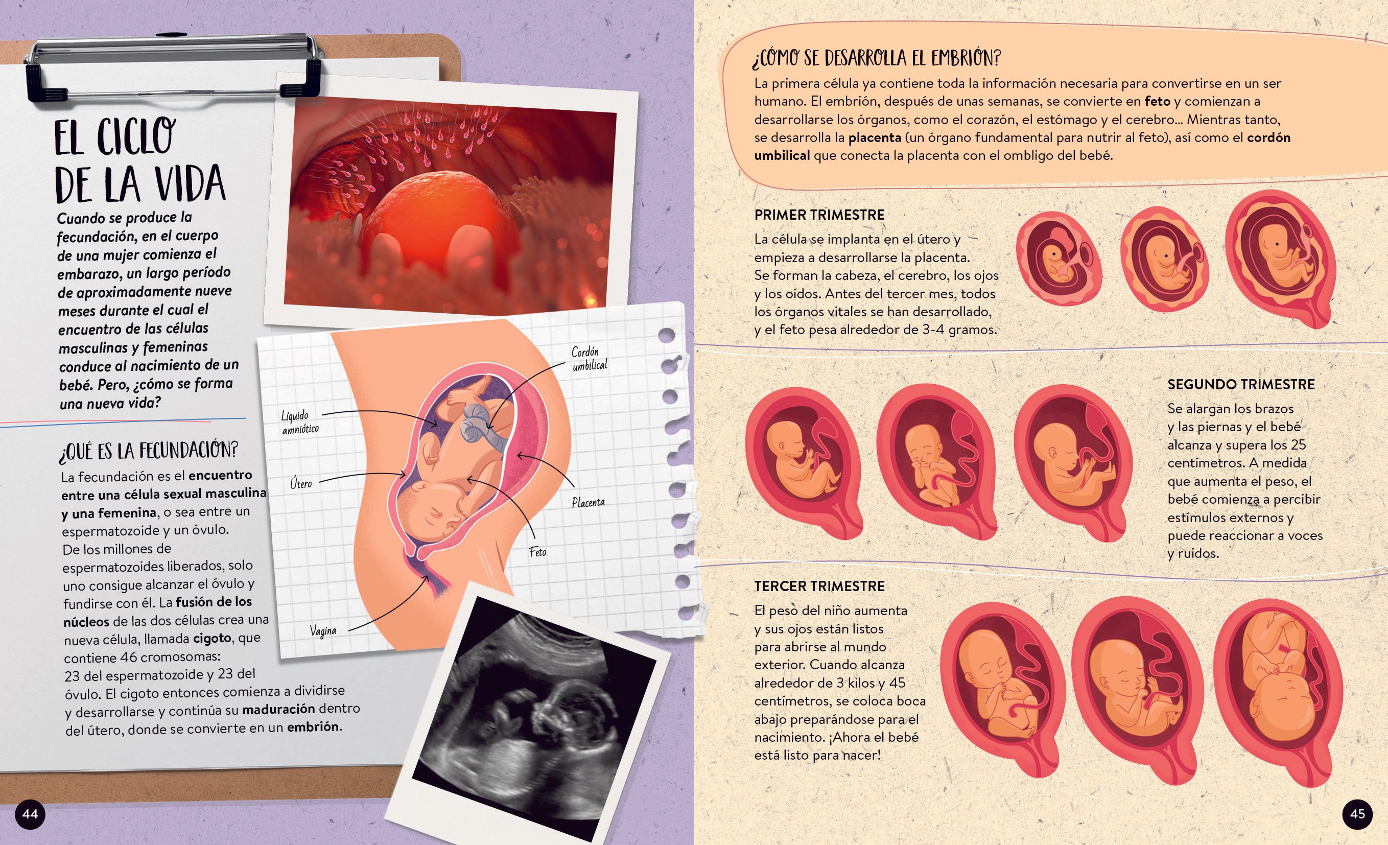 El cuerpo humano